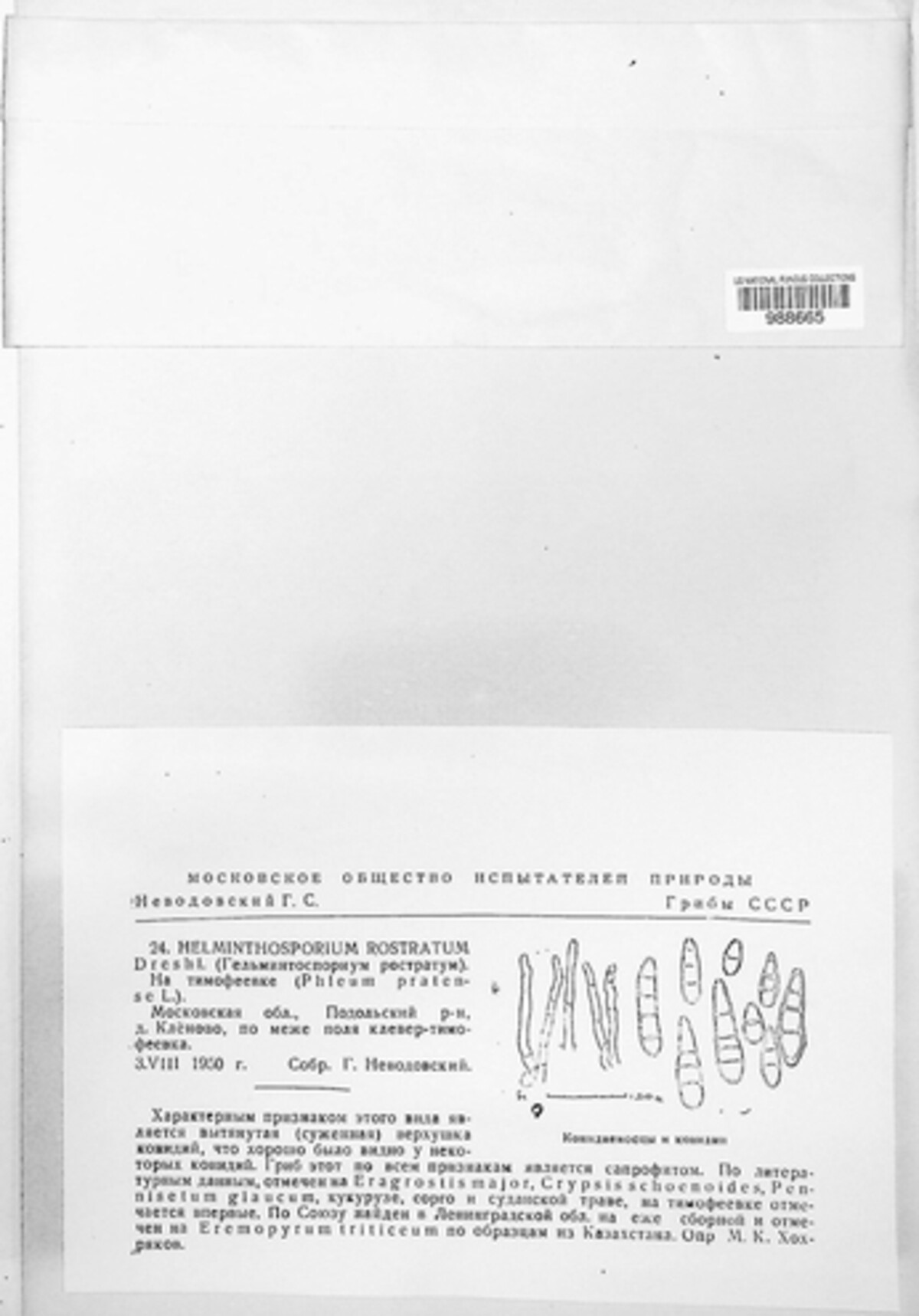 Exserohilum rostratum image